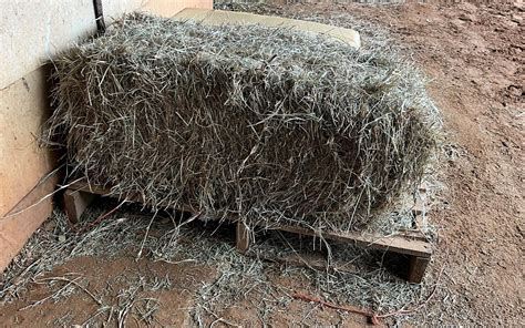 Whether you are looking for alfalfa, bermuda, mixed hay, sudan, straw or teff, we can help. . Teff hay vs bermuda